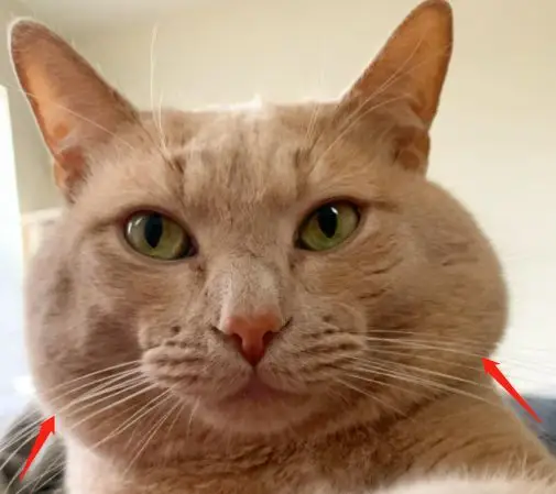 2岁猫不发腮会怎样猫发腮是什么意思
