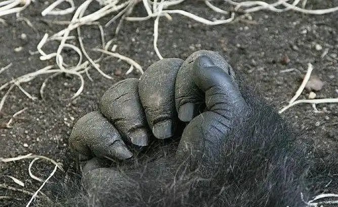 凭借硕大的个头和与人手类似这一特征,这只大手一定会给读者留下深刻