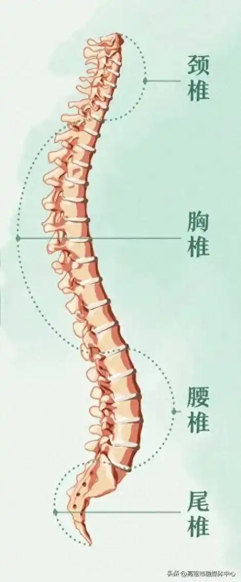 【科普】龙年养"龙骨",收下这份脊柱养护实用指南_动作_地面_身体