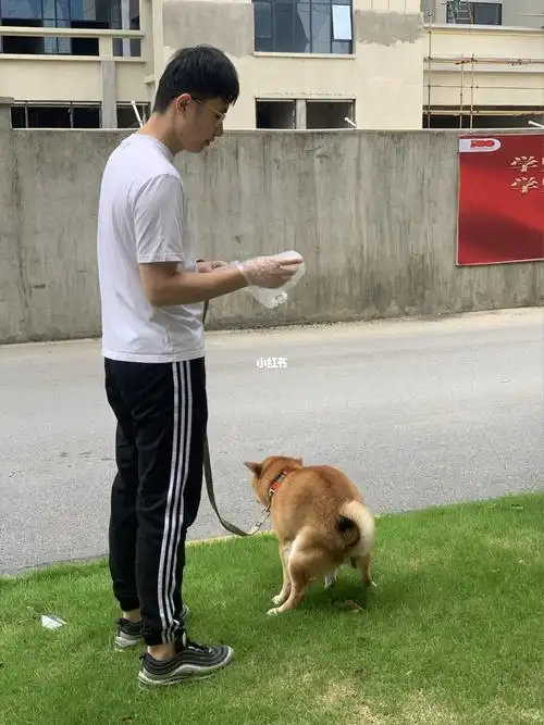 养狗人最爱看到的一幕