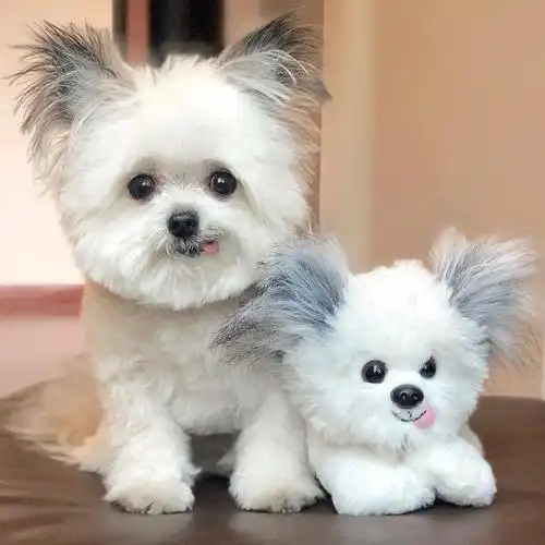 流浪小狗变身治疗犬,治愈系笑容超暖人心