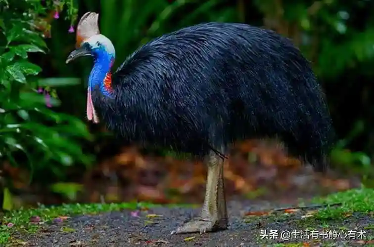 什么鸟不会飞十大在家最好养的鸟