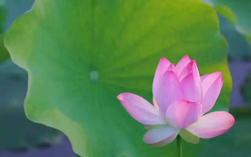 夏天的荷花,高清图片,电脑桌面-壁纸族