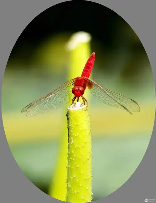 早有蜻蜓立上头