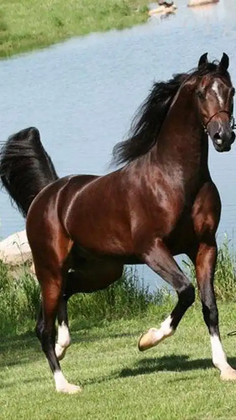 在他们配种的时候需要登记种系的类别这种马的奔跑速度是非常快的,在