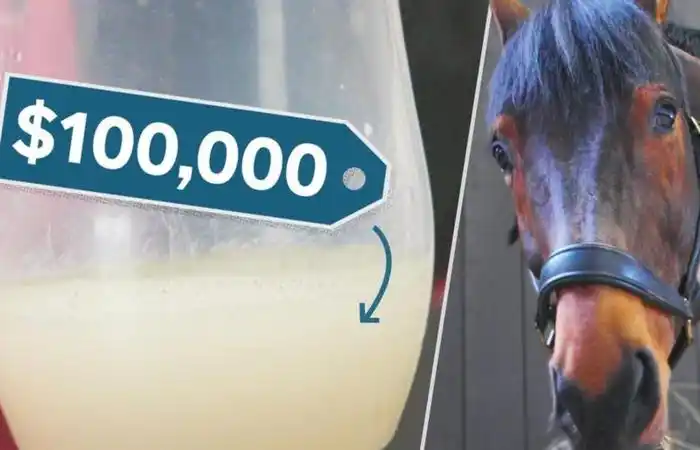 马几把有多大图片马几把叫什么