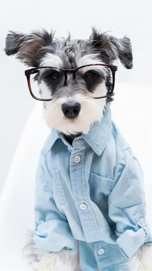 可爱狗狗眼睛雪纳瑞