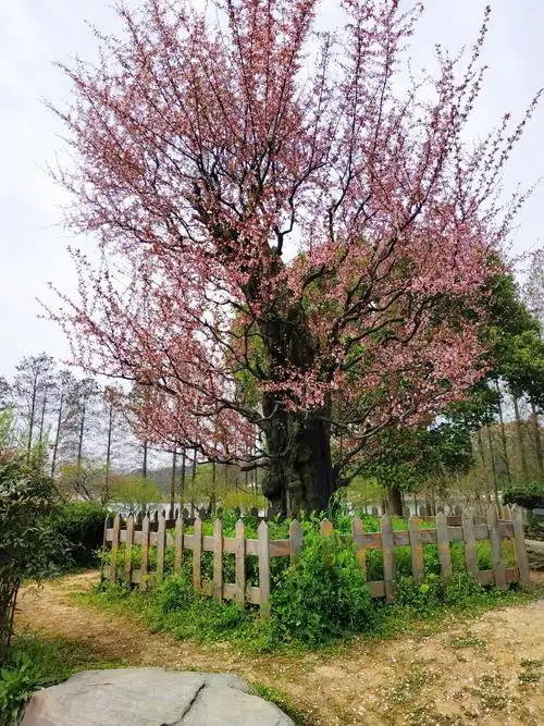 800年的古梅树,花开得正盛.
