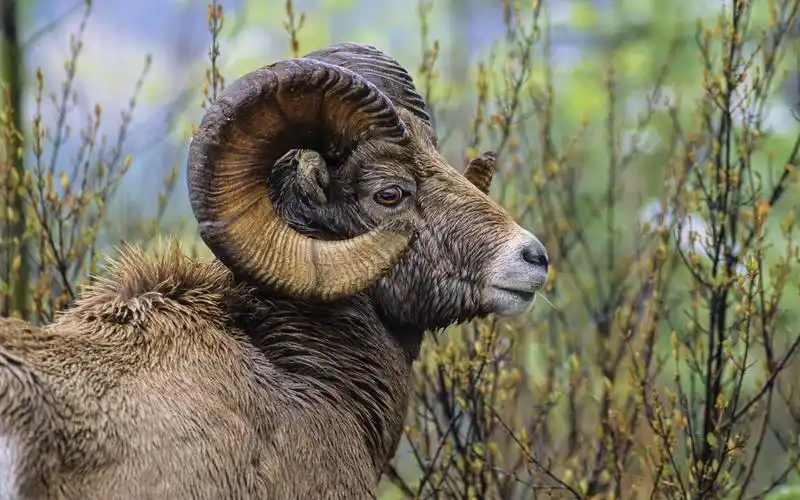 温驯可爱的山羊桌面壁纸下载 第四辑