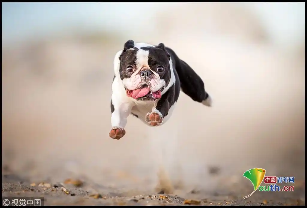 可爱!英国摄影师纪录犬类奔跑时状态