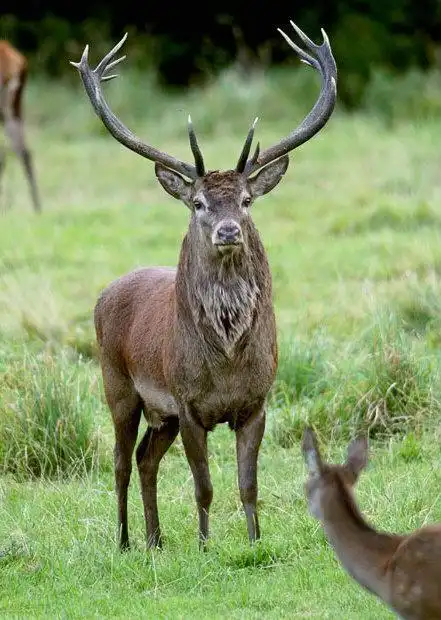 十二种世界上最大的动物汇总你知道几个