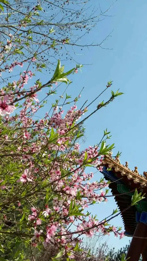 蓝天宝贝 :春天在哪里?《寻找春天的足迹》