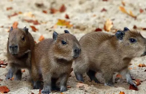 世界最萌的几个动物不管是哪个看到就非常喜欢你觉得哪个最萌