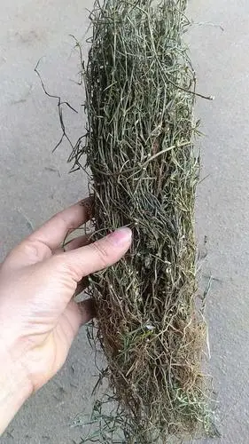 野生乌骨蛇舌草,潮汕新货干品,山蛇舌草,尖叶蛇舌草500克包邮