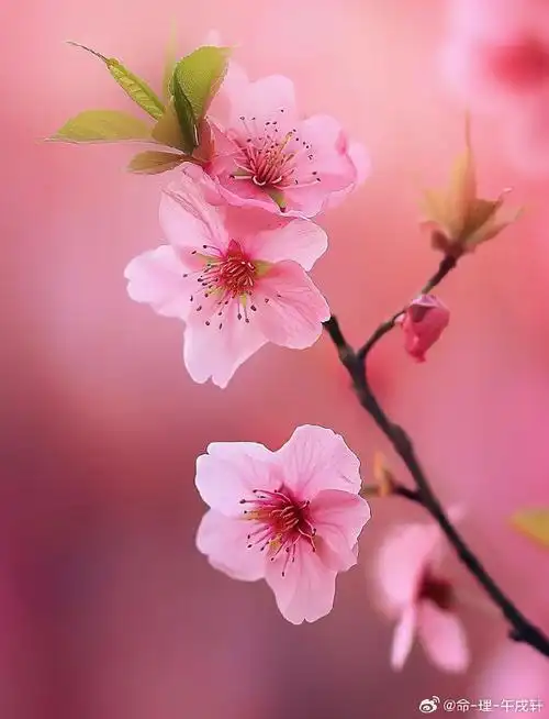 壁纸 花 桌面 690_903 竖版 竖屏 手机