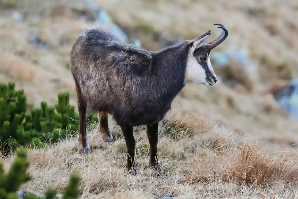 麂皮,在塔特拉山羚羊