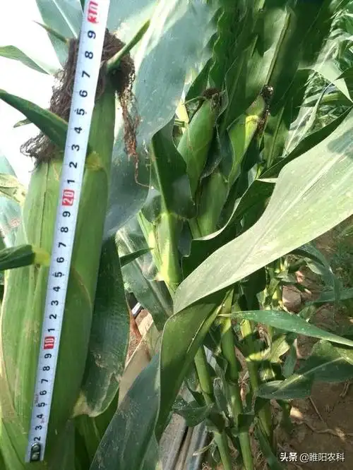 这个超大棒,高耐热,抗倒,高产玉米新品种,棒子最长达30厘米