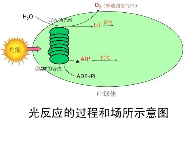 [h] 供氢 光能 atp ②atp的合成 供能 adp pi 叶绿体 光反应的过程和