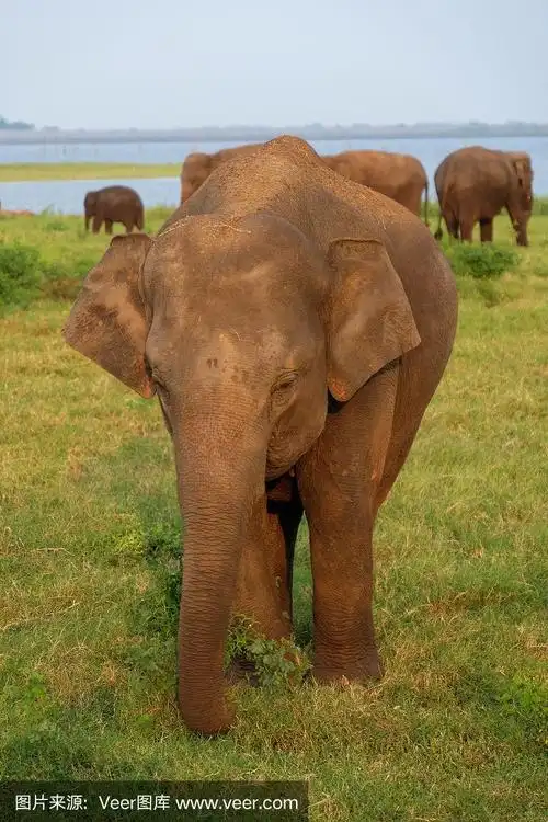 印度大象的正面图片