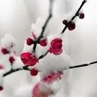 梅花头像图片_微信头像图片大全