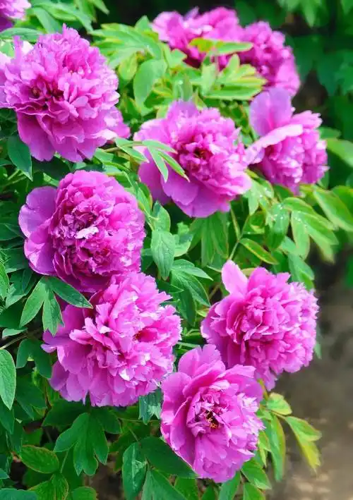 这是菏泽给的答案!_牡丹花_景区_品种