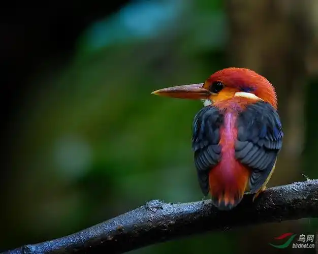 棕背三趾翠鸟幼鸟rufousbackedkingfisher