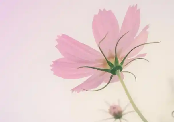 有些女生就拥有这种独特的人格魅力,让她们仿佛自带