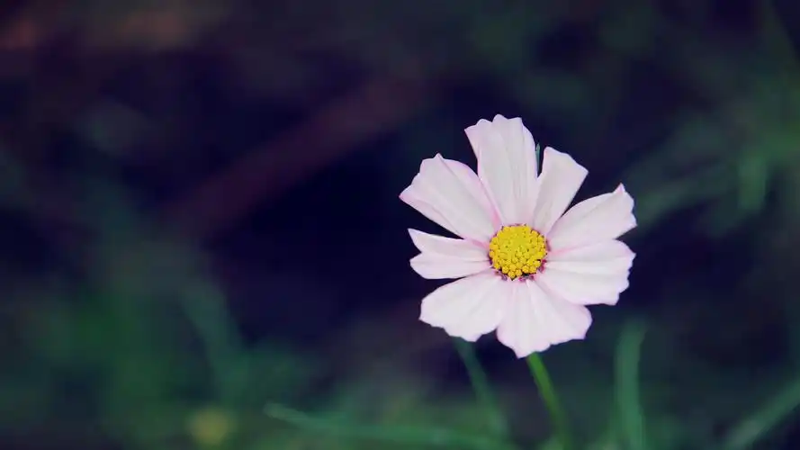首页 桌面壁纸 植物壁纸 小清新绿色护眼花卉植物高清图片壁纸上一张