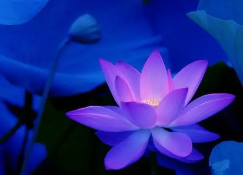 净空法师:莲花是自己修的