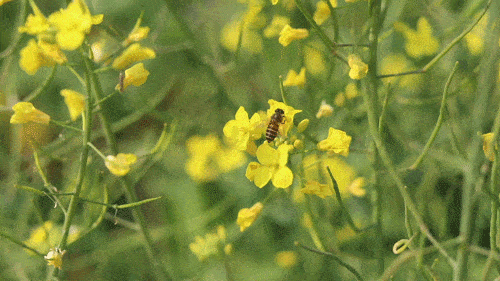 看看这迎风飞舞在油菜花之前的白色蝴蝶,勤劳工作的小蜜蜂.