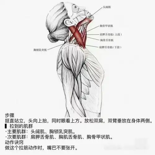 今日分享00 适合久坐伏案一族的肩颈伸展 看手机的宝子们赶快动起来