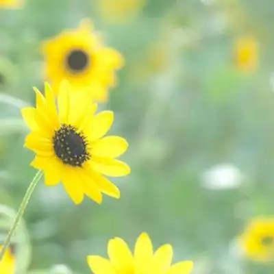 能带来好运的花系列微信头像 挂满幸运星的梦