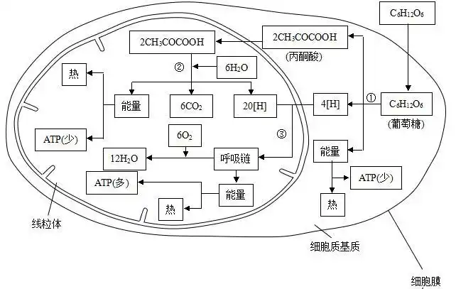 【细胞内的无氧呼吸】