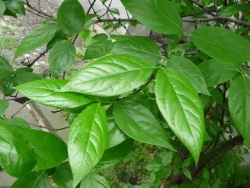 红梅和腊梅的区别详解