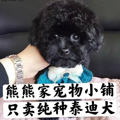 泰迪幼犬活体狗狗活体宠物狗狗小型犬纯黑色泰迪幼犬活体泰迪犬