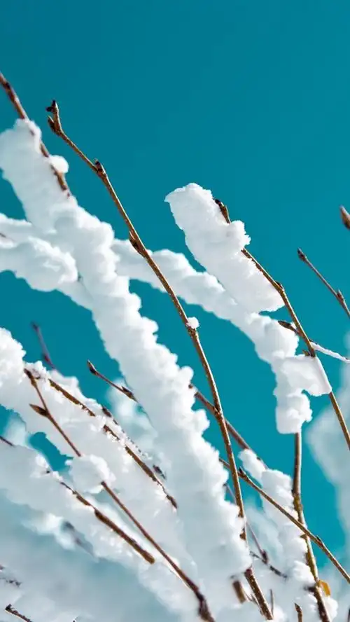 冬季,厚厚的积雪,草,树枝