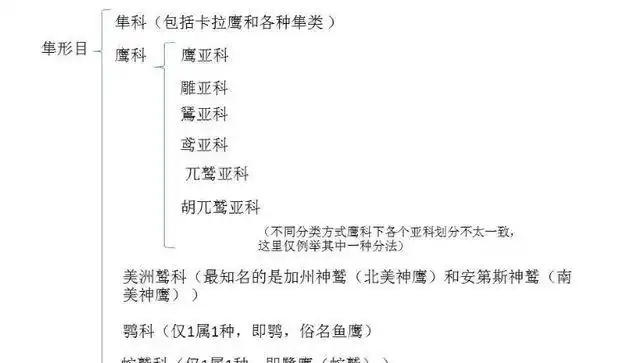 鹰和雕有什么区别?如何区分它们?