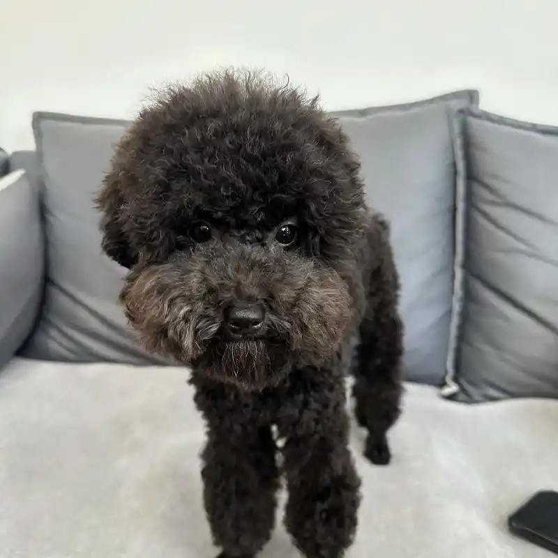 黑色泰迪名字叫妹妹5月19日八点在王庄天虹附近走丢,走丢时系 - 抖音