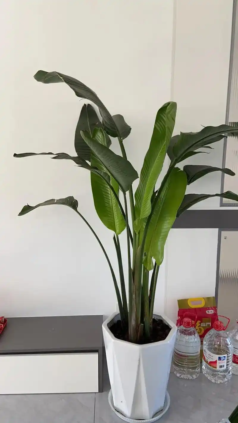 好好的天堂鸟被我把分叉的叶子给剪了变得光秃秃的 - 抖音