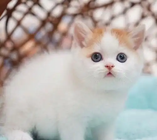 被这只肉质紧实的小奶猫可爱到了.