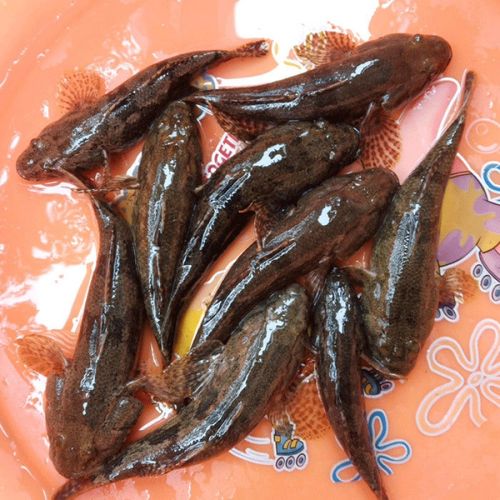 lism正宗沙塘鳢呆子鱼笋壳鱼小河生态塘鳢鱼土步鱼虎头鱼鲜活现杀 呆