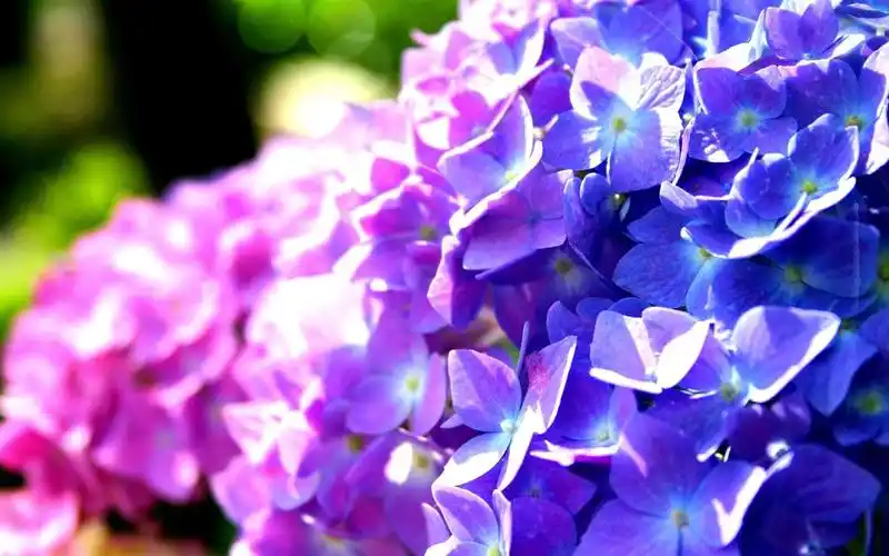 首页 鲜花 绣球花 紫色和蓝色绣球花 壁纸 下载 1440x900 紫色和蓝色