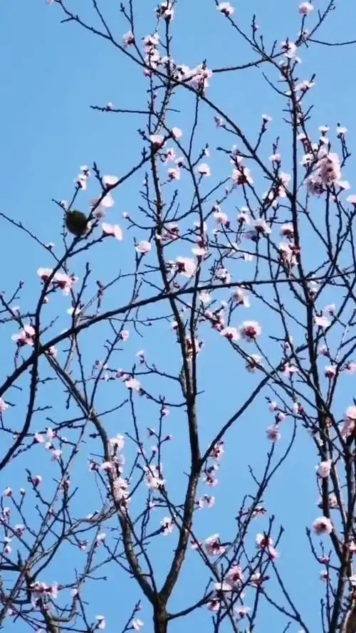 晨早探花处,雀儿入镜来.春杭州