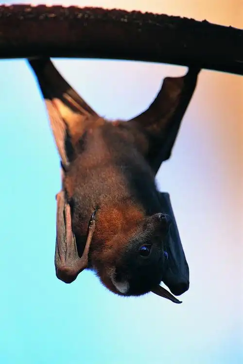 p>普通蝙蝠(学名: i> /i> i>vespertilio murinus /i>  linnaeus)