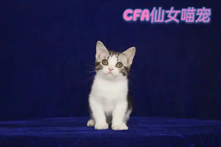 90从甜甜私房猫喜欢上美短起司,从学日语一级变成美短繁育人,我喜欢