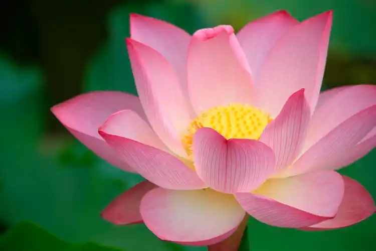 荷花图片荷花莲花花朵