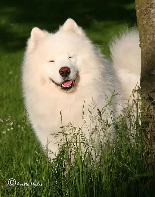 哪种狗狗最可爱帅气最好有图片