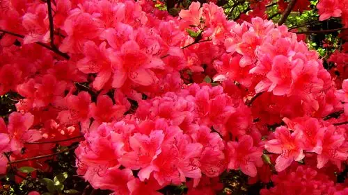 视频素材 舞台背景 配乐歌舞 【原创】映山红-最新成品 来自视频原始