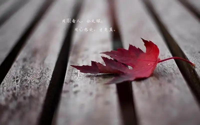 树叶黄了人心凉了带字图片