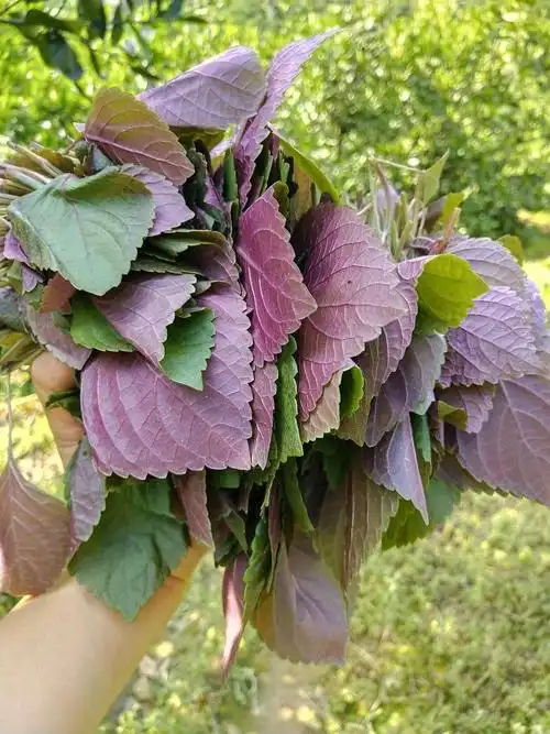 紫苏薄荷蘸妈妈做的剁辣椒酱超好吃独特的令人回味无